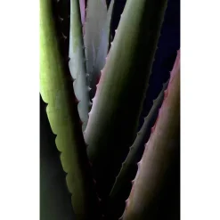 Aloe Vera Creme medium, 30 ml^Santaverde