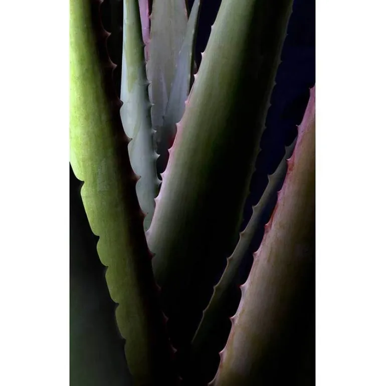 Aloe Vera Creme medium, 30 ml^Santaverde