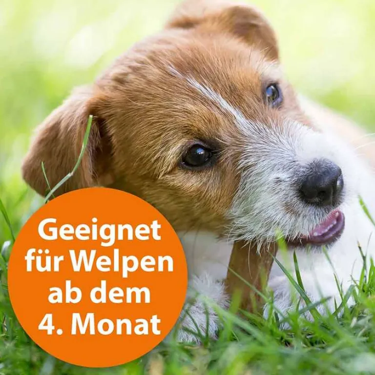 ARDAP Spot-On für kleine Hunde bis 10 kg, 3 St- Flöhe, Zecken & Co.