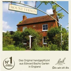 Original Bachblüten Bachblüten Nr. 21 Mustard Tropfen, 20 ml- Bachblütentropfen