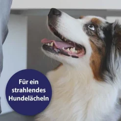 Zahnpflegespray für Hunde, 100 ml^Canosept Hot
