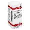 DHU Vespa Crabro D 6 Globuli, 10 g- V|V