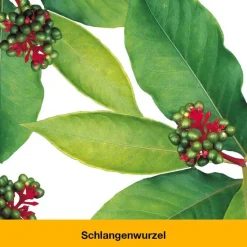 Dr. Loges Beruhigungsmittel-dystoLoges® Tabletten, 50 St