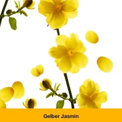 Dr. Loges Beruhigungsmittel-dystoLoges® Tabletten, 50 St