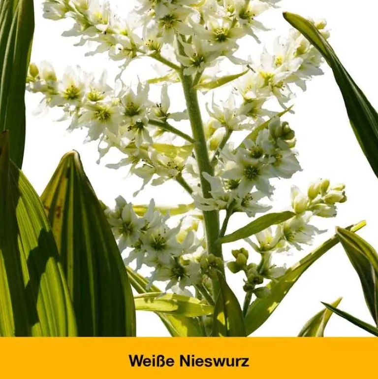 Dr. Loges Beruhigungsmittel-dystoLoges® Tabletten, 50 St