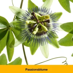 Dr. Loges Beruhigungsmittel-dystoLoges® Tabletten, 50 St