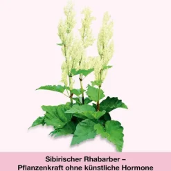 femiLoges Wechseljahre Medikamente-Tabletten, 30 St