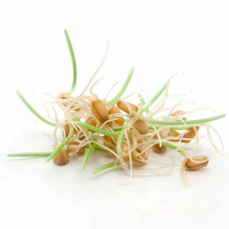 Pharmatura Fermentura Spermidin Kapseln, 30 St- Spermidin