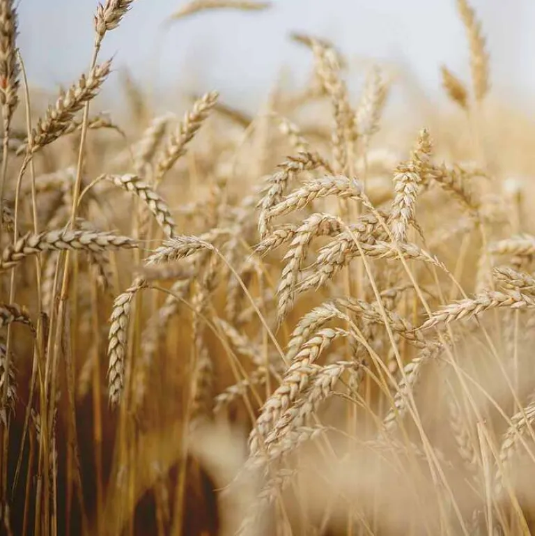 Rausch After-Sun-Shampoo mit Weizenkeim, 40 ml- Shampoos