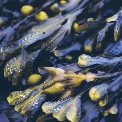 Anti-Fett-Kopfhaut-Kur mit Meerestang beutel , 15 ml^Rausch