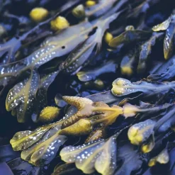 Rausch Anti-Fett-Shampoo mit Meerestang, 40 ml- Shampoos