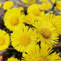 Anti-Schuppen-Shampoo mit Huflattich, 200 ml^Rausch New