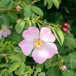 Rausch Farbschutz-Conditioner mit Wildrose, 150 ml- Spülungen & Lotionen