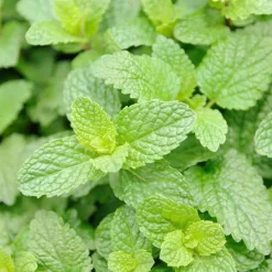 Frische Bodylotion mit Minze, 40 ml^Rausch Hot