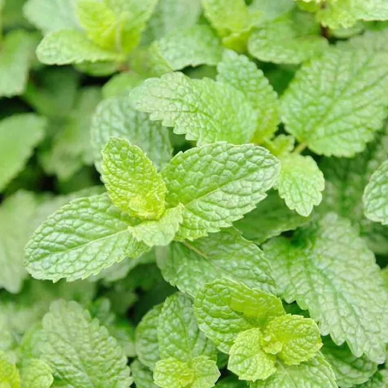 Frische Bodylotion mit Minze, 40 ml^Rausch Hot