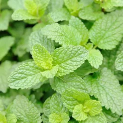 Frische Bodylotion mit Minze, 200 ml^Rausch Online