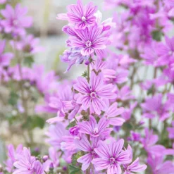 Rausch Malven Shower Gel, 50 ml- Duschen & Waschen