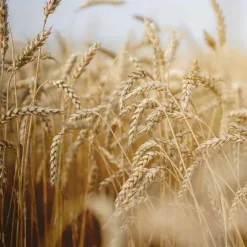Rausch Spülungen & Lotionen-Nähr-Conditioner mit Weizenkeim, 30 ml