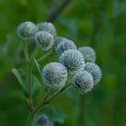 Original Haartinktur, 200 ml^Rausch Online