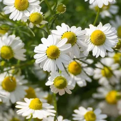 Rausch Shampoos-Pflege-Shampoo mit Schweizer Kräutern, 40 ml