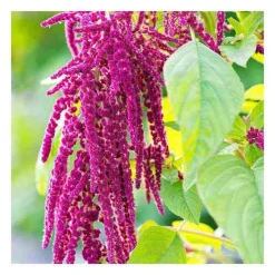 Rausch Spülungen & Lotionen-Repair-Conditioner mit Amaranth, 30 ml