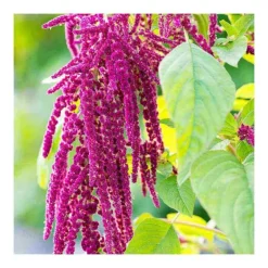 Rausch Repair-Cream mit Amaranth, 50 ml- Haarkur & Balsam