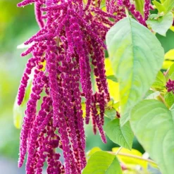 Repair-Serum mit Amaranth, 30 ml^Rausch