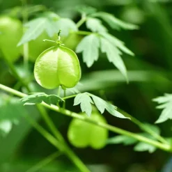 Rausch Sensitive-Conditioner mit Herzsamen, 150 ml- Spülungen & Lotionen