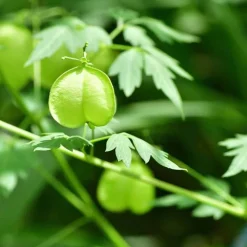 Rausch Shampoos-Sensitive-Shampoo mit Herzsamen, 200 ml