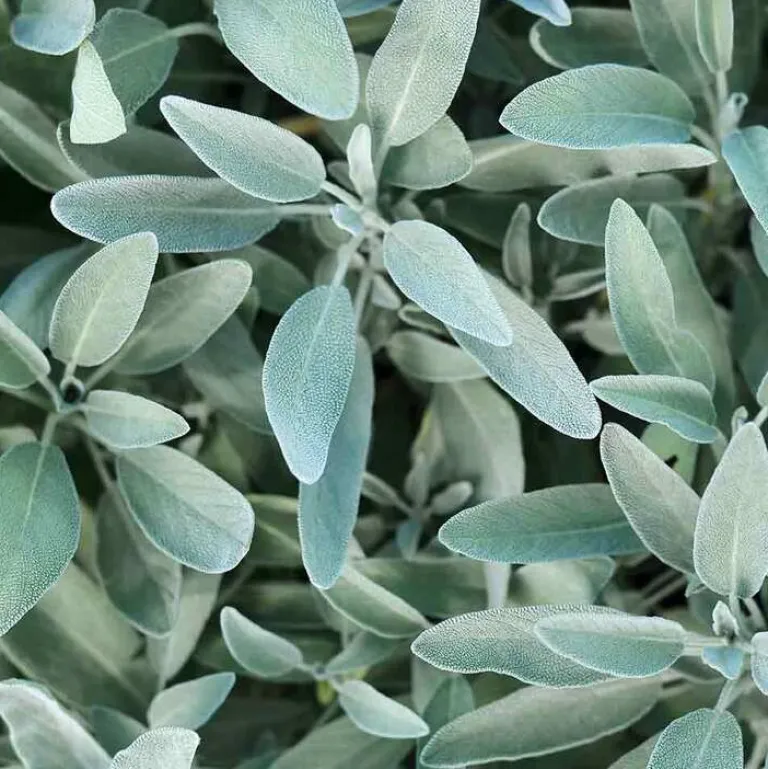 Rausch Silberglanz-Kopfhaut-Tonic mit Salbei, 200 ml- Kopfhautpflege