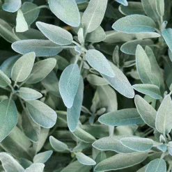 Silberglanz-Shampoo mit Salbei, 200 ml^Rausch Sale