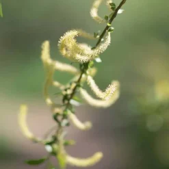 Spezial-Shampoo mit Weidenrinde, 40 ml^Rausch Discount