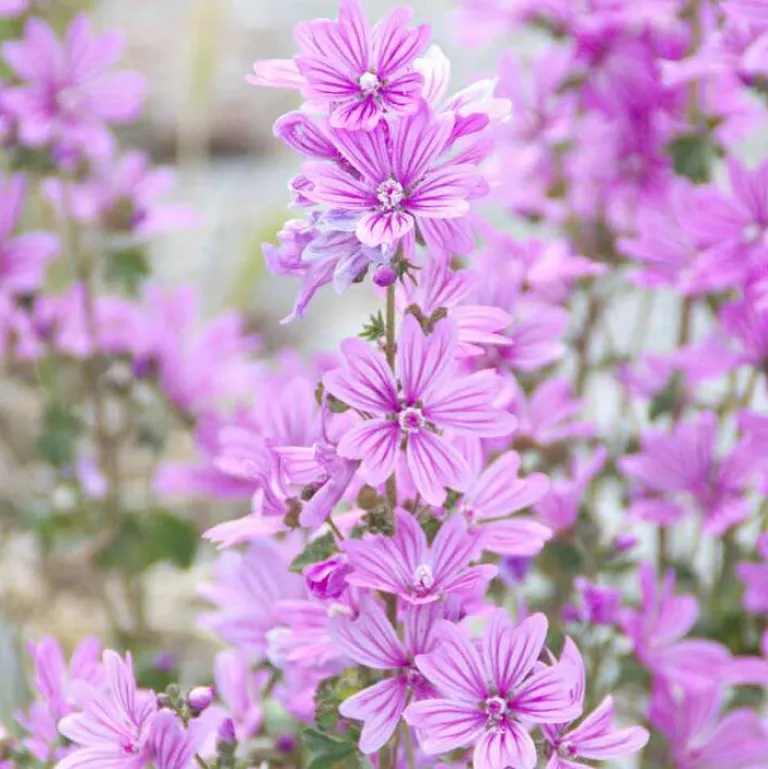 Rausch Shampoos-Volumen-Shampoo mit Malve, 40 ml