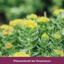 Dr. Loges rhodioLoges® 200 mg Filmtabletten, 120 St- Beruhigungsmittel