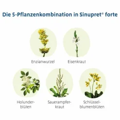 forte überzogene Tabletten, 100 St^Sinupret Online
