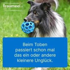 Traumeel LT ad us.vet.Tabletten, 250 St- Rinder|Pferde