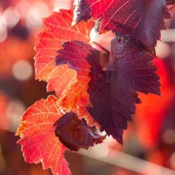 Pharmatura Venenretter Balsam, 100 ml- Cremes & Balsame